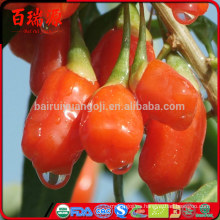 Cómo comer bayas de goji secas bayas de goji secas a la venta frutos secos de goji efectos secundarios